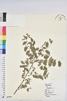 藏品(多花油柑、白仔)的圖片