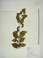 藏品(亞洲濱棗)的圖片