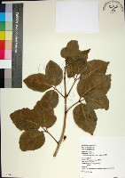 藏品(止宮樹)的圖片