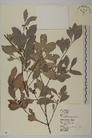 藏品(福建賽衛矛、福建假衛矛)的圖片