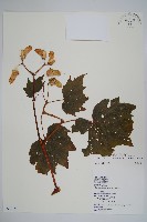 藏品(裂葉秋海棠)的圖片