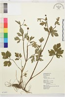 藏品(水辣菜、禺毛茛)的圖片