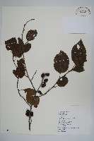 藏品(臺灣赤楊、臺灣榿木)的圖片