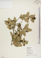 藏品(魯花樹)的圖片