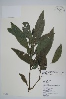 藏品(長穗馬藍)的圖片