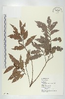 藏品(軟毛柿)的圖片