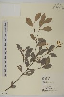 藏品(福建賽衛矛、福建假衛矛)的圖片