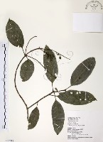 藏品(山香圓)的圖片