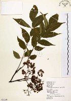 藏品(賊仔樹)的圖片