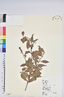 藏品(珍珠花、長尾葉越橘)的圖片