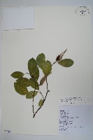 藏品(武靴藤)的圖片