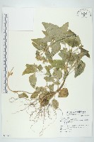 藏品(母丁香)的圖片