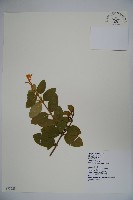 藏品(忍冬、金銀花)的圖片