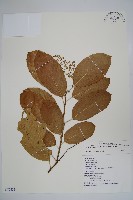 藏品(厚殼樹)的圖片