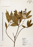 藏品(香楠)的圖片