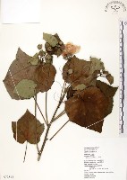 藏品(山芙蓉、臺灣山芙蓉、狗頭芙蓉)的圖片