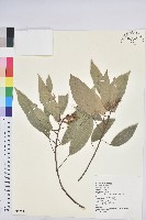 藏品(粗糠柴)的圖片