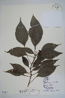 藏品(臺灣樹參)的圖片