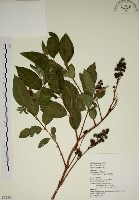 藏品(大葉溲疏)的圖片