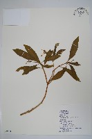 藏品(蘿芙木)的圖片