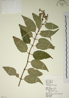 藏品(大葉溲疏)的圖片