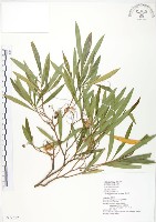 藏品(車桑子)的圖片