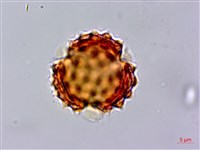 藏品(霍香薊)的圖片