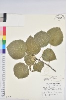 藏品(圓葉血桐)的圖片