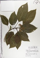 藏品(青脆枝)的圖片