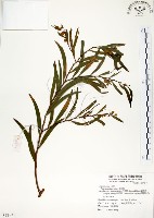 藏品(相思樹)的圖片