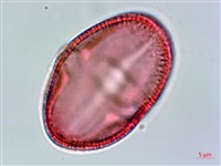 藏品(垂桉草)的圖片