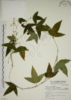 藏品(三角葉西番蓮)的圖片