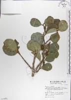 藏品(呂宋毛蕊木)的圖片