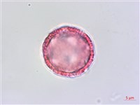 藏品(琉球黃楊)的圖片