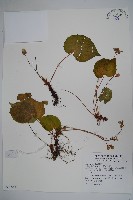 藏品(蘭嶼秋海棠)的圖片