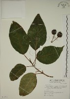 藏品(幹花榕)的圖片