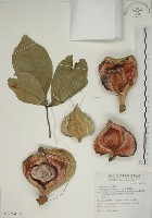 藏品(棋盤腳樹)的圖片