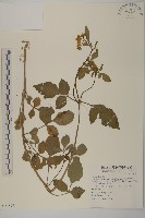 藏品(大花咸豐草)的圖片