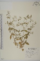 藏品(鵝兒腸)的圖片