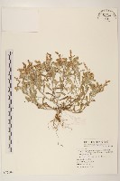 藏品(匙葉鼠麴草)的圖片