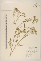藏品(銀膠菊)的圖片