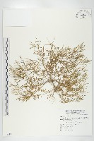 藏品(臺灣碎米薺)的圖片