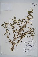 藏品(蓮子草)的圖片