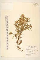 藏品(一枝黃花)的圖片