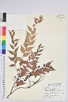 藏品(白珠樹)的圖片