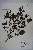 藏品(曲莖馬藍)的圖片