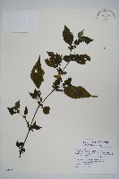 藏品(曲莖馬藍)的圖片