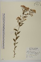 藏品(絨山白蘭)的圖片