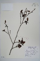 藏品(臺灣赤楊、臺灣榿木)的圖片