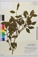 藏品(畢祿山鼠李)的圖片